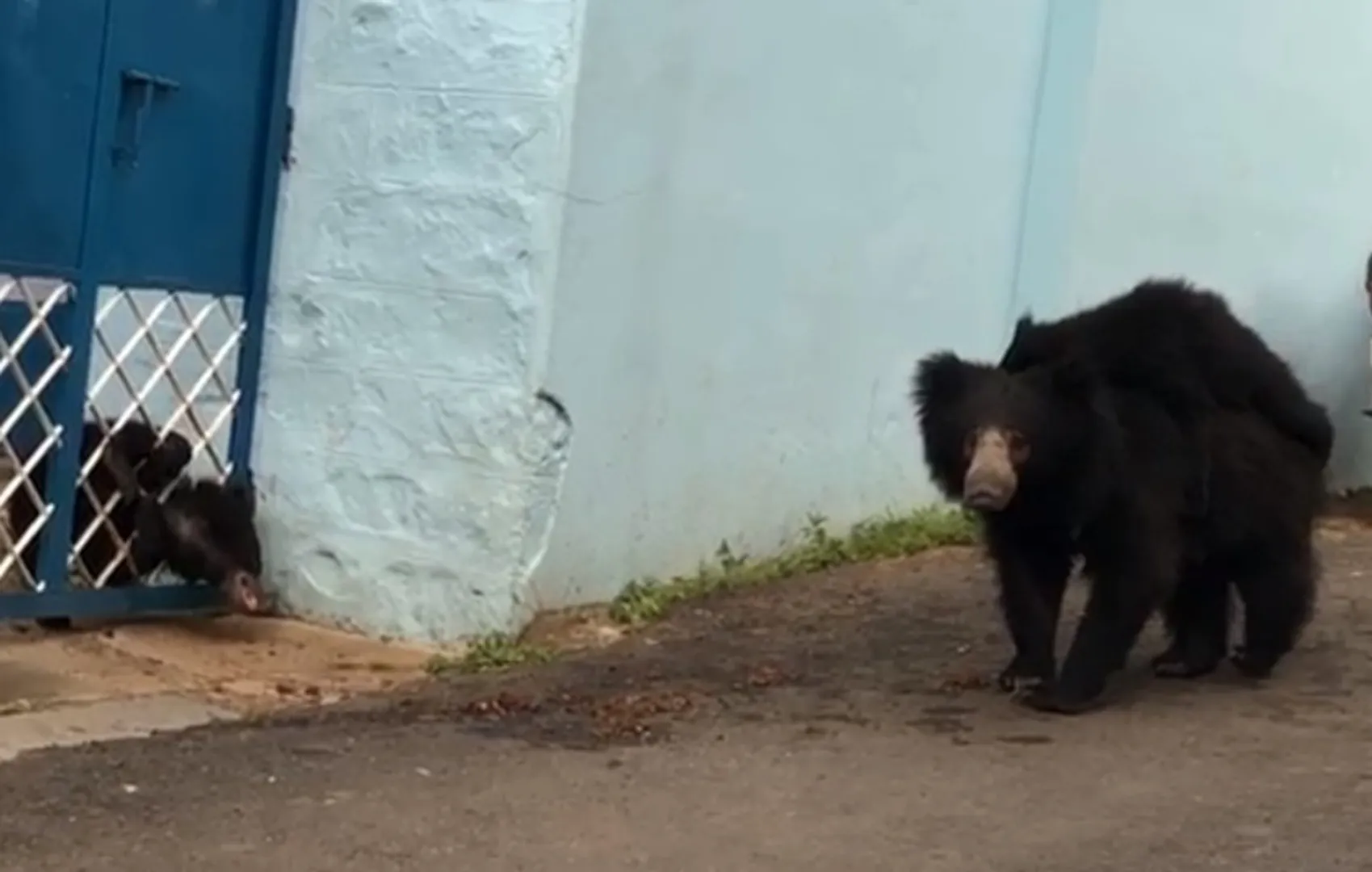 bear